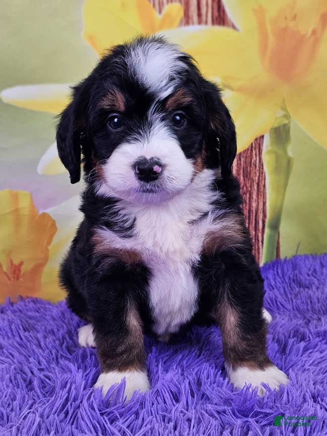Mini Bernedoodle dogs Bucky - Ad 2
