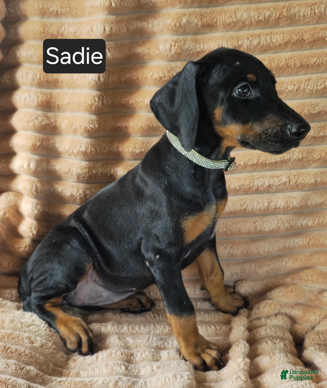 Doberman Pinscher dogs for sale: Sadie - Ad 7