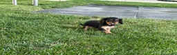 Cavalier King Charles Spaniel dogs for sale: Hazy Cavalier King Charles Spaniel  - Ad 8