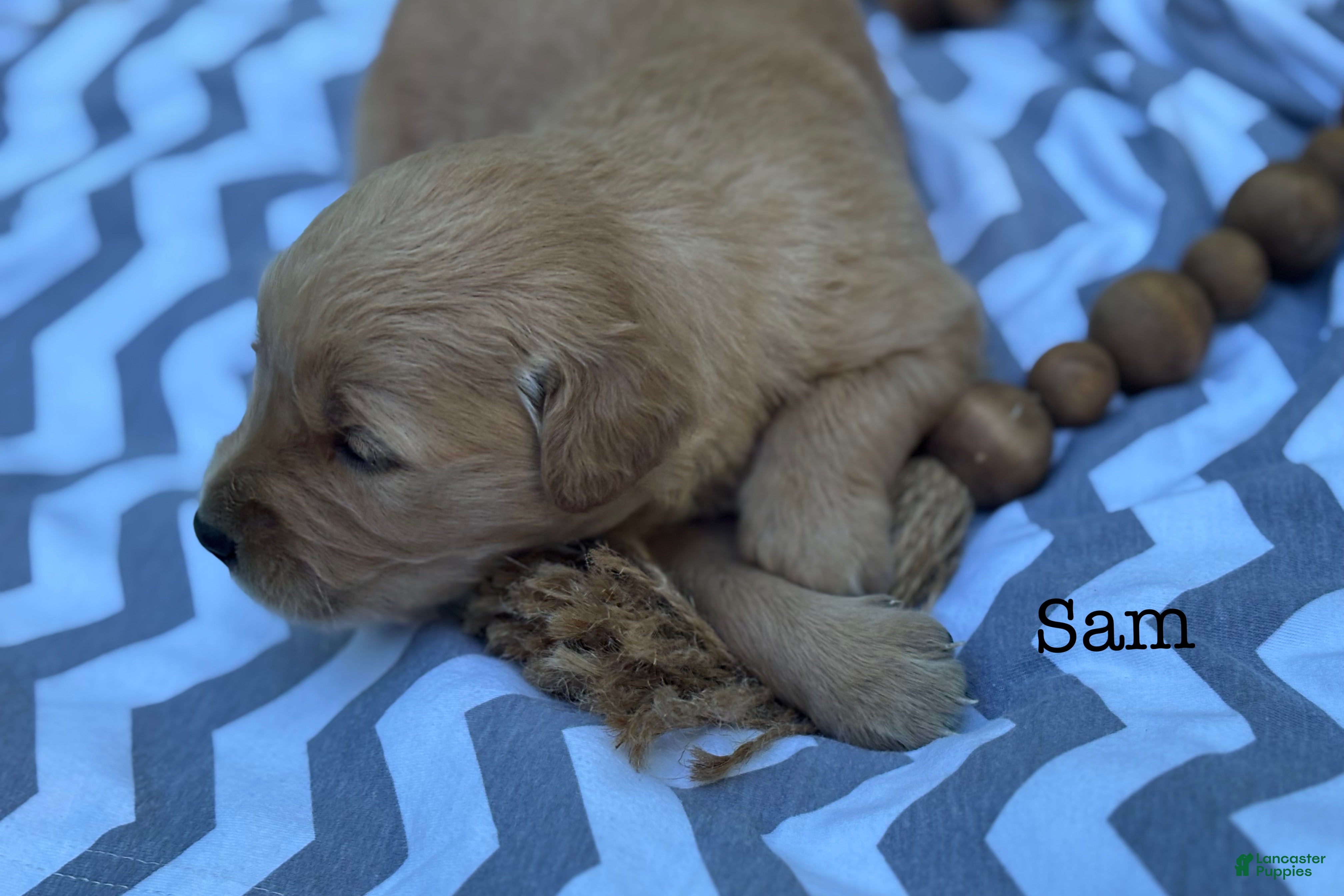 Golden Retriever dogs Sam - Ad 2