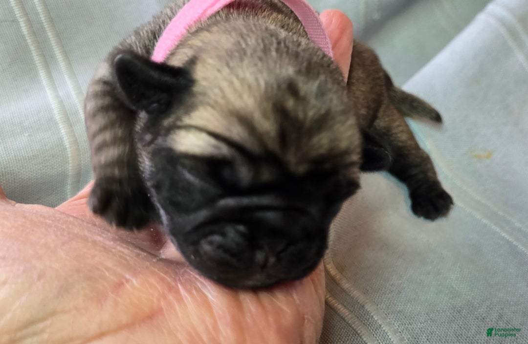 Pug dogs for sale: Norma Jean - Ad 2