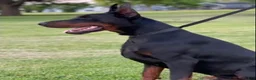 Doberman Pinscher dogs for sale: Doberman Pinscher 1 - Ad 2