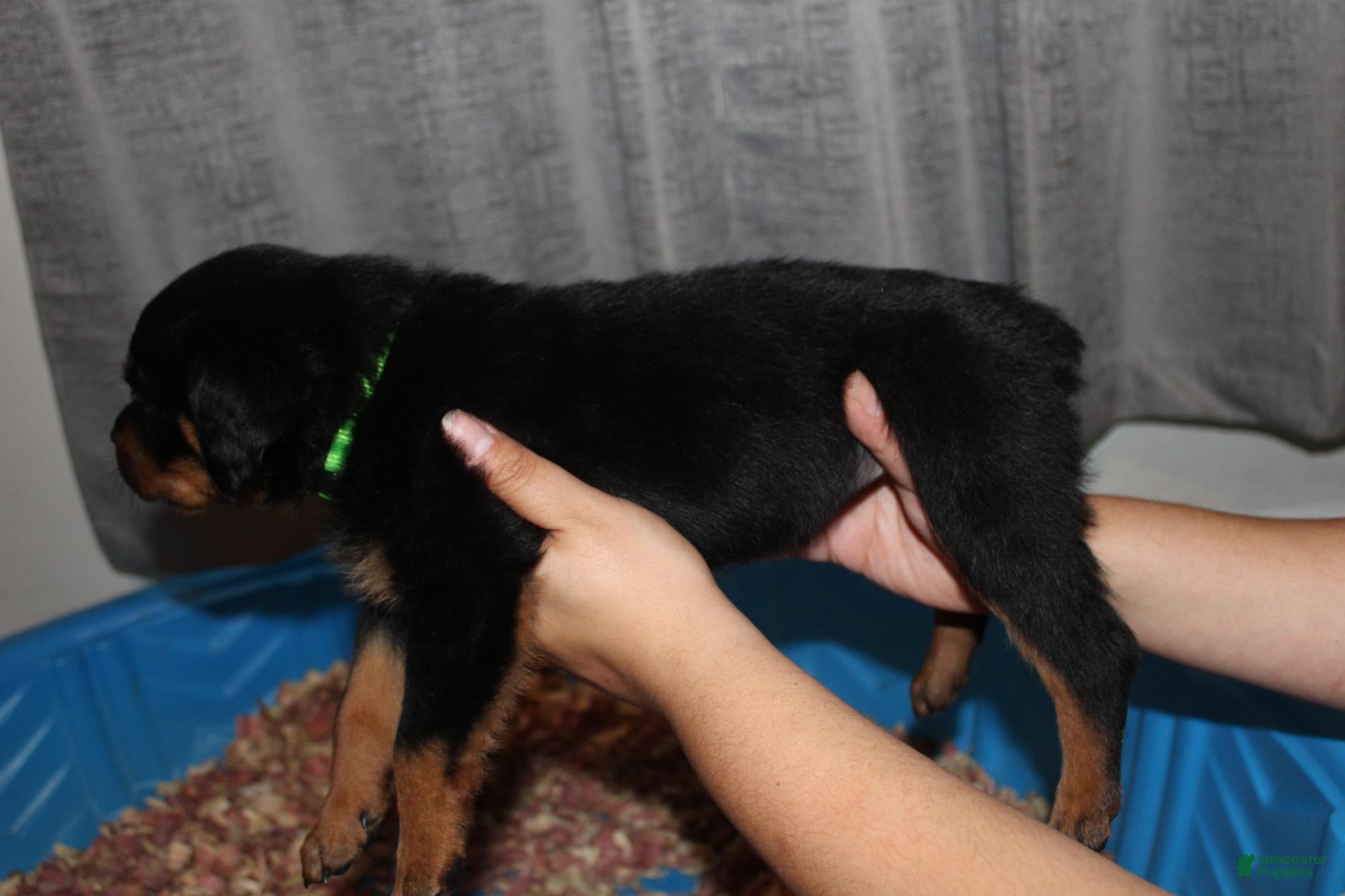Rottweiler dogs Ms. Lime - Ad 2