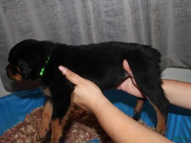 Rottweiler dogs Ms. Lime - Ad 2