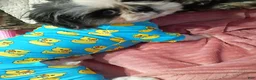 Shih Tzu dogs for sale: summer cloud - Ad 2