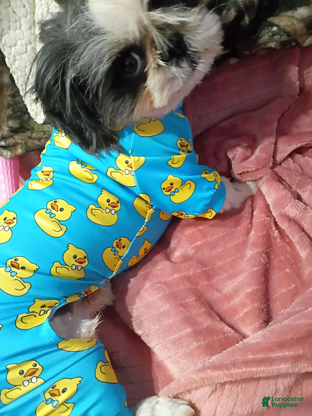 Shih Tzu dogs for sale: summer cloud - Ad 2
