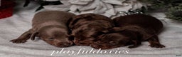 Miniature Dachshund dogs for sale: Ravioli's Chocolate & Tan Girl - Ad 5