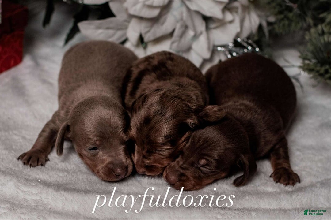 Miniature Dachshund dogs for sale: Ravioli's Chocolate & Tan Girl - Ad 5
