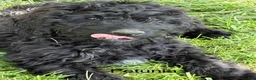 Bernedoodle dogs for sale: Bernedoodle Puppy 8 - Ad 1