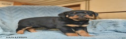 Rottweiler dogs for sale: Roy  - Ad 2