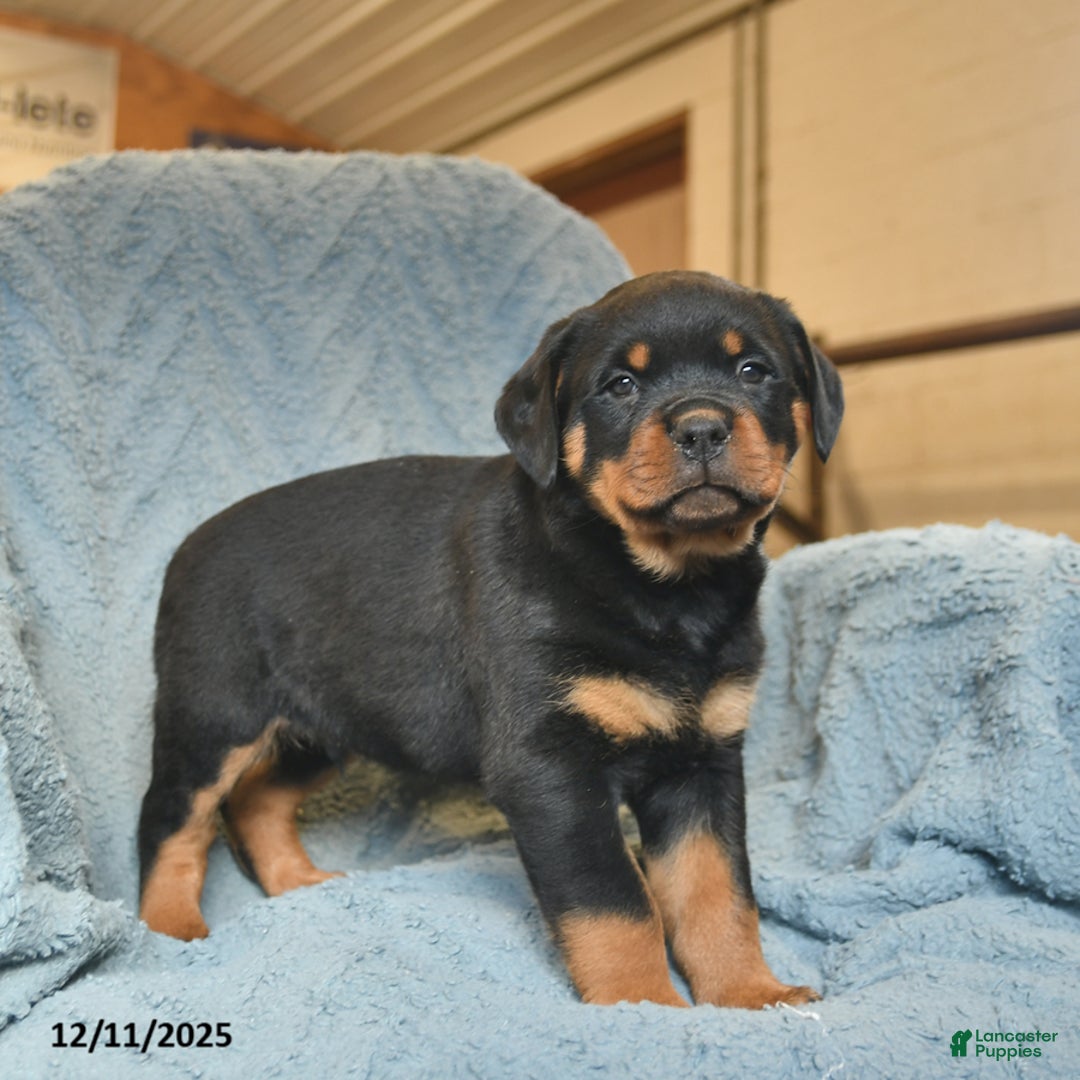 Rottweiler dogs for sale: Roy  - Ad 2