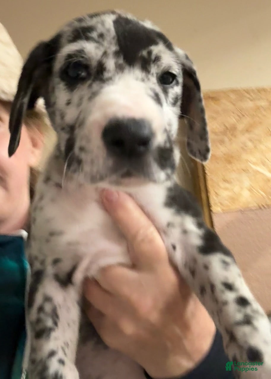 Great Dane dogs Female 2 - Ad 2