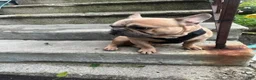 French Bulldog dogs for sale: French Bulldog 1 - Ad 2