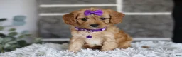 Cavapoo dogs for sale: Rosie - Ad 13