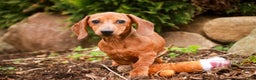 Miniature Dachshund dogs for sale: Rory - Ad 6
