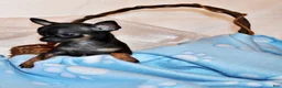 Chihuahua dogs for sale: Lionel - Ad 3