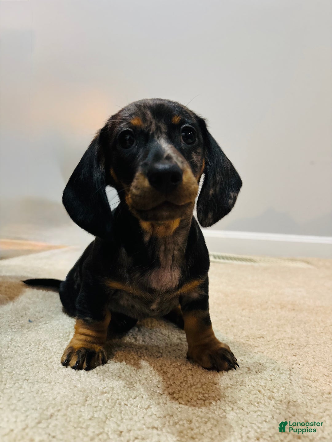 Miniature Dachshund dogs for sale: Prim Rose - Ad 1