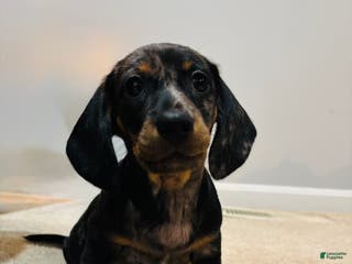 Miniature Dachshund dogs Prim Rose - Ad 18