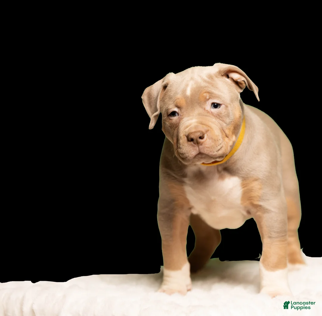 American Bully dogs for sale:  Puppy 2 - Ad 1