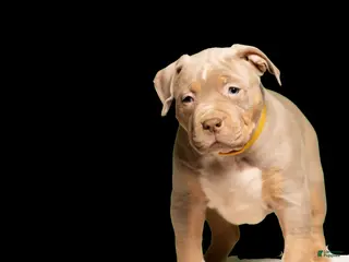 American Bully dogs for sale: Puppy 2 - Ad 2