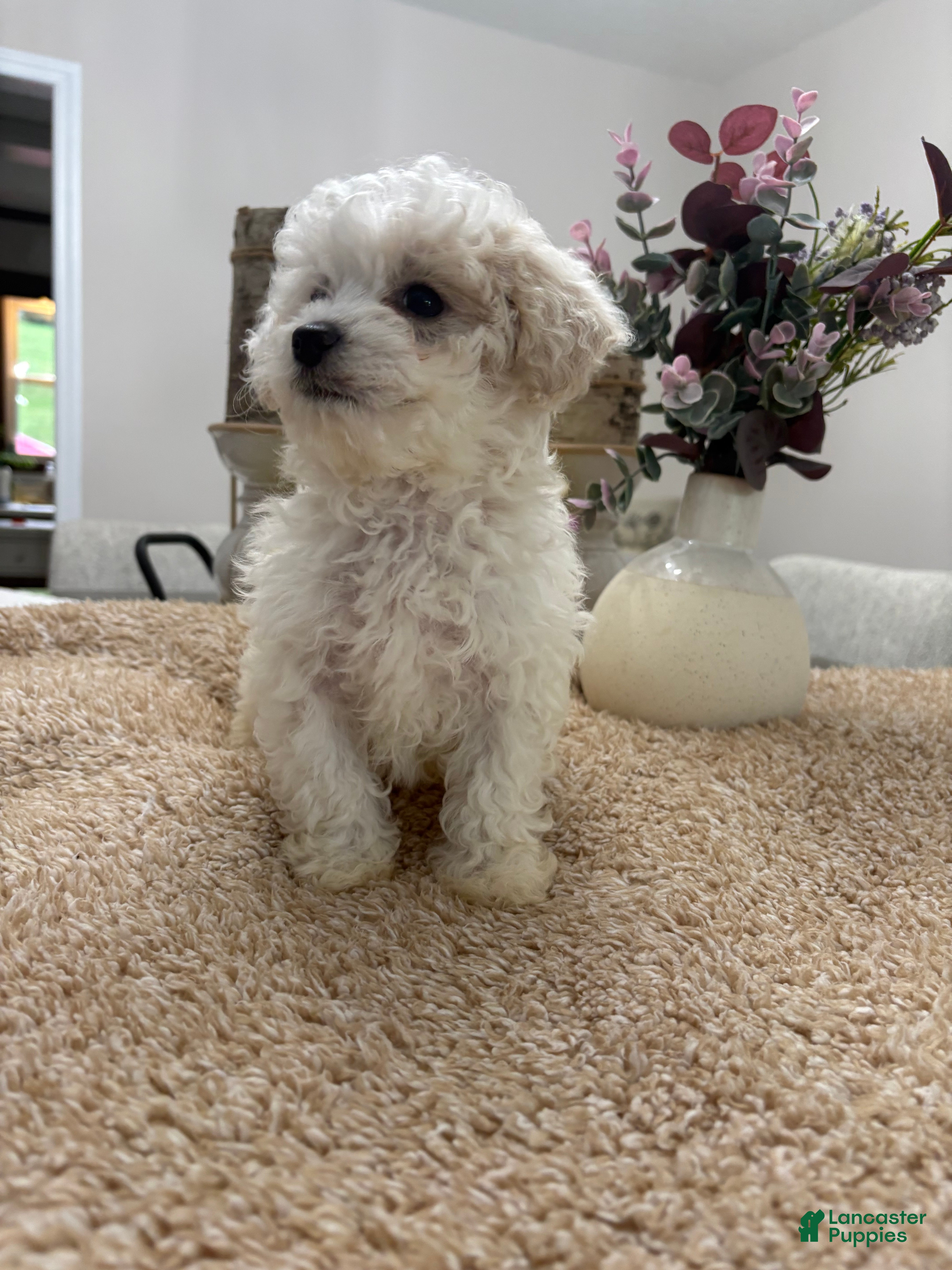 Mini Goldendoodle dogs Mini Goldendoodle 7 - Ad 1