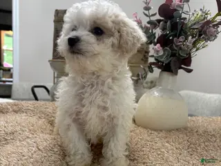 Mini Goldendoodle dogs for sale: Mini Goldendoodle 7 - Ad 2
