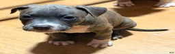 American Bully dogs for sale: "AALIYAH" BLUE NOSE - Ad 7