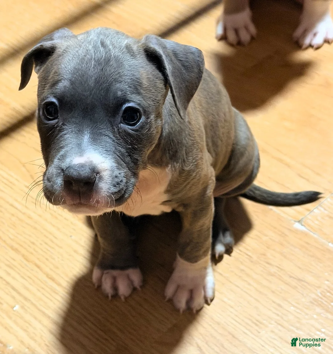 American Bully dogs for sale: "AALIYAH" BLUE NOSE - Ad 7