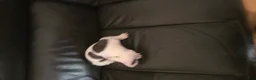 American Bulldog dogs for sale: American Bulldog 1 - Ad 5