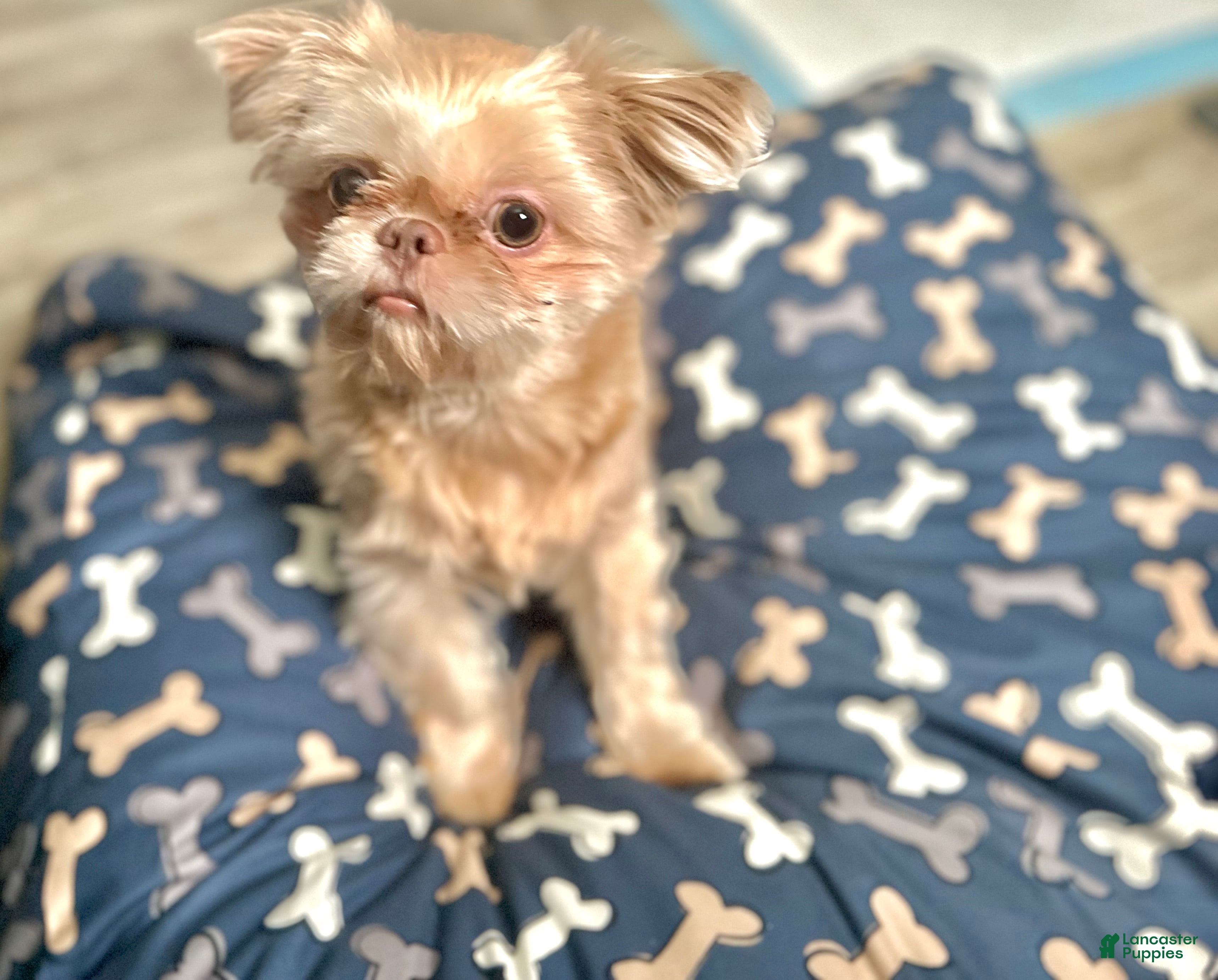 Shih Tzu dogs for sale: Shih Tzu 1 - Ad 1