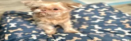 Shih Tzu dogs for sale: Shih Tzu 1 - Ad 1