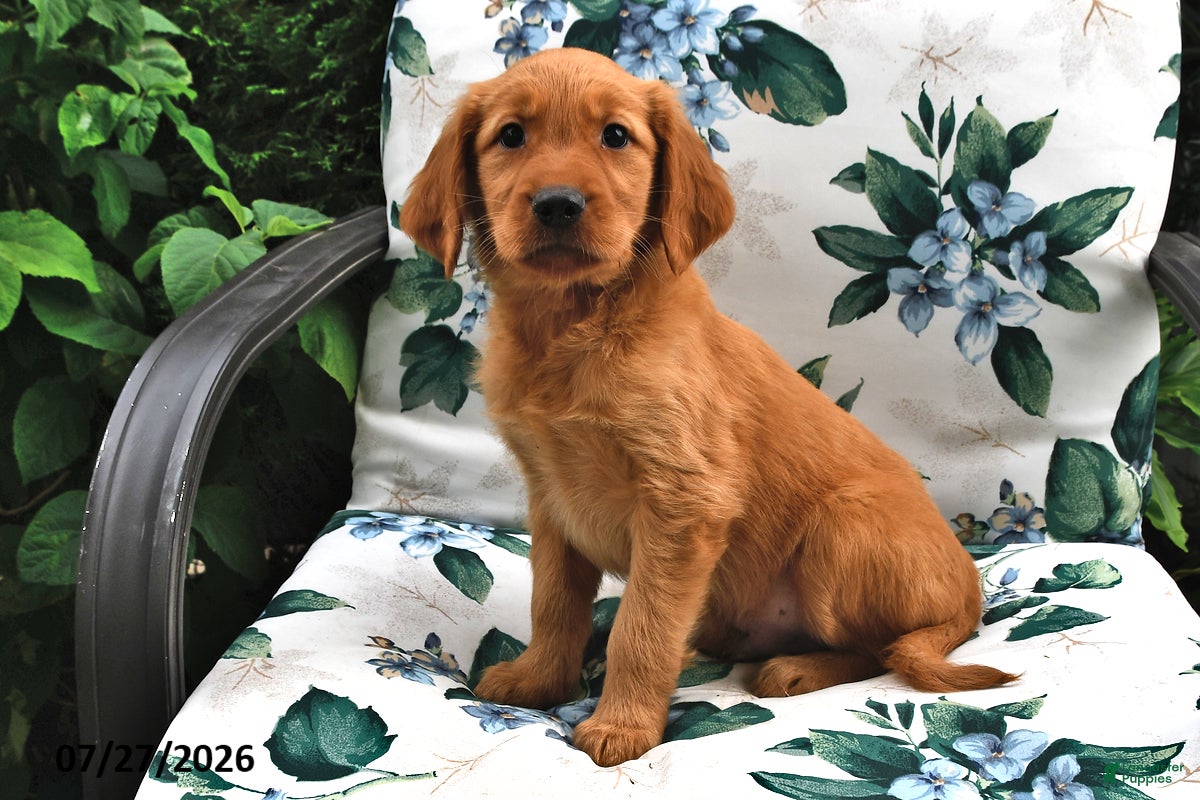 Golden Retriever dogs Teddy - Ad 1