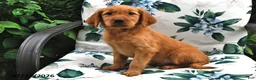 Golden Retriever dogs for sale: Teddy - Ad 1