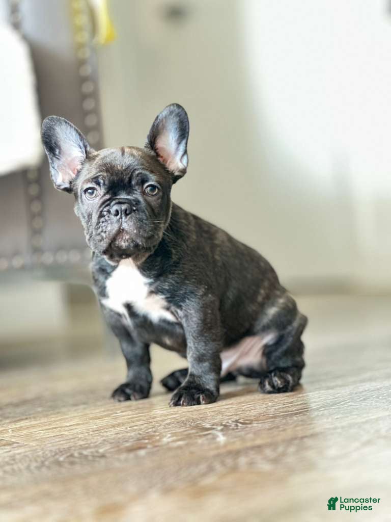 French Bulldog dogs French Bulldog Puppy 3 - Ad 41