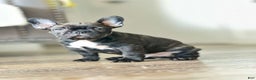 French Bulldog dogs for sale: French Bulldog Puppy 3 - Ad 1