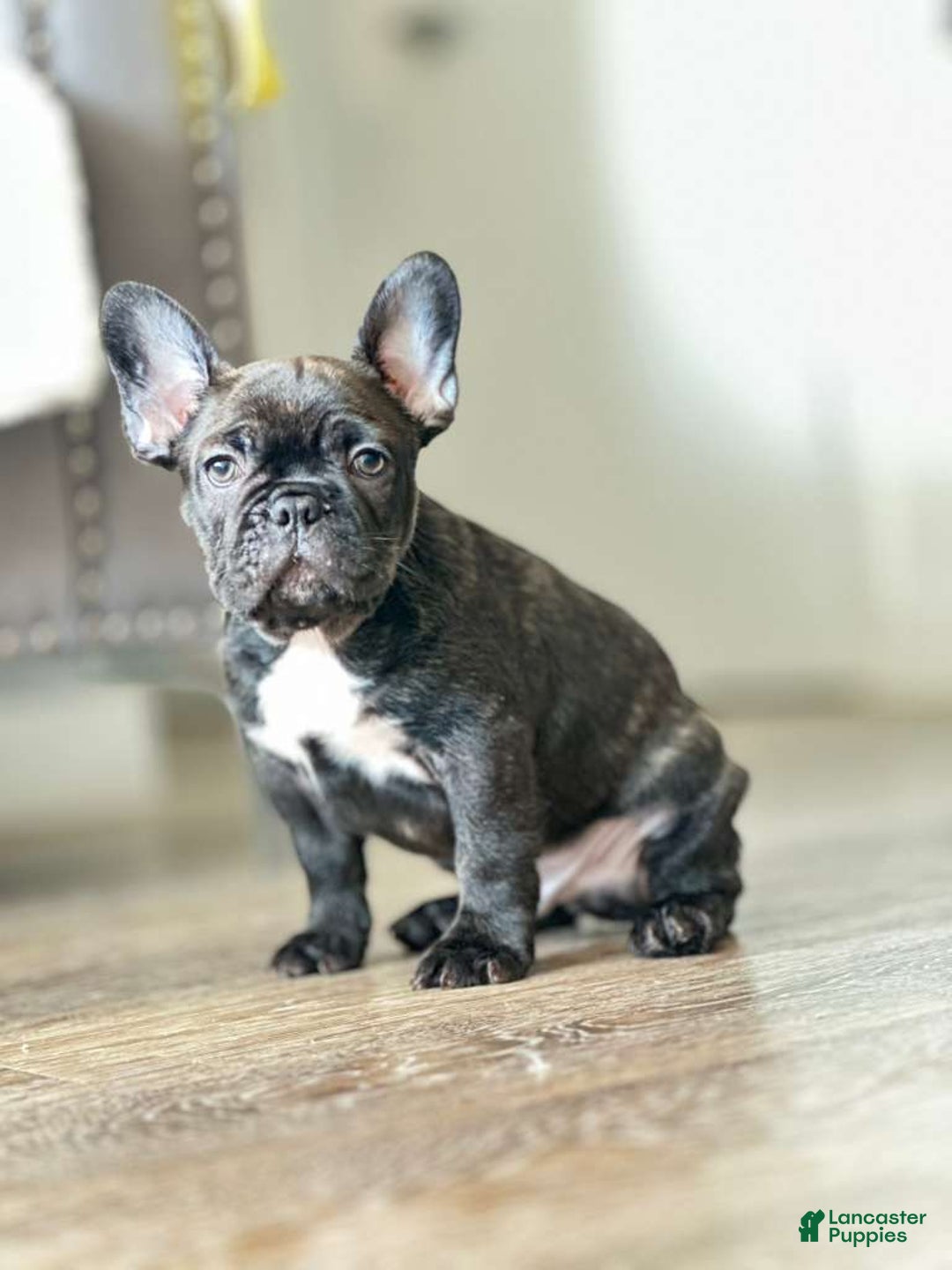 French Bulldog dogs for sale: French Bulldog Puppy 3 - Ad 1