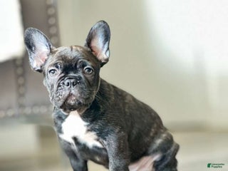French Bulldog dogs French Bulldog Puppy 3 - Ad 38