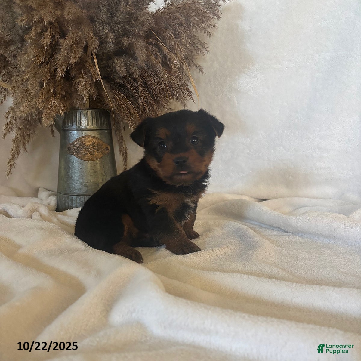 Yorkshire Terrier dogs Bingo - Ad 29