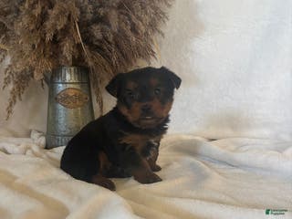 Yorkshire Terrier dogs Bingo - Ad 30