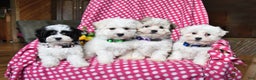 Maltipoo dogs for sale: Pumpkin - Ad 5