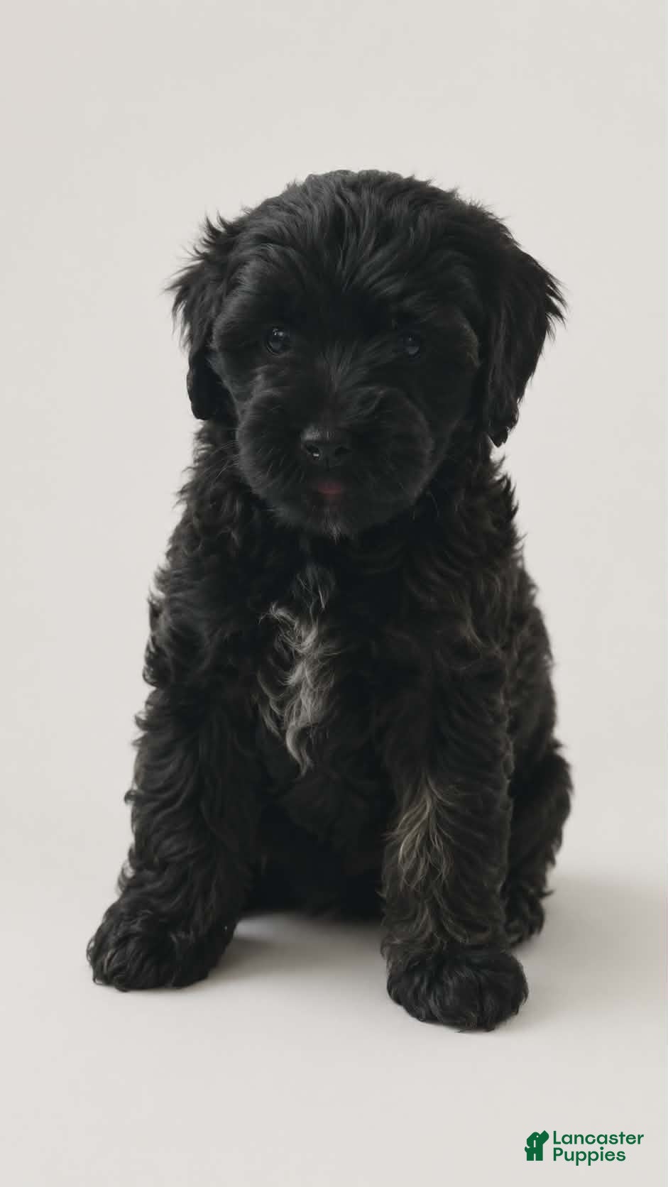Shihpoo dogs Shihpoo 2 - Ad 38