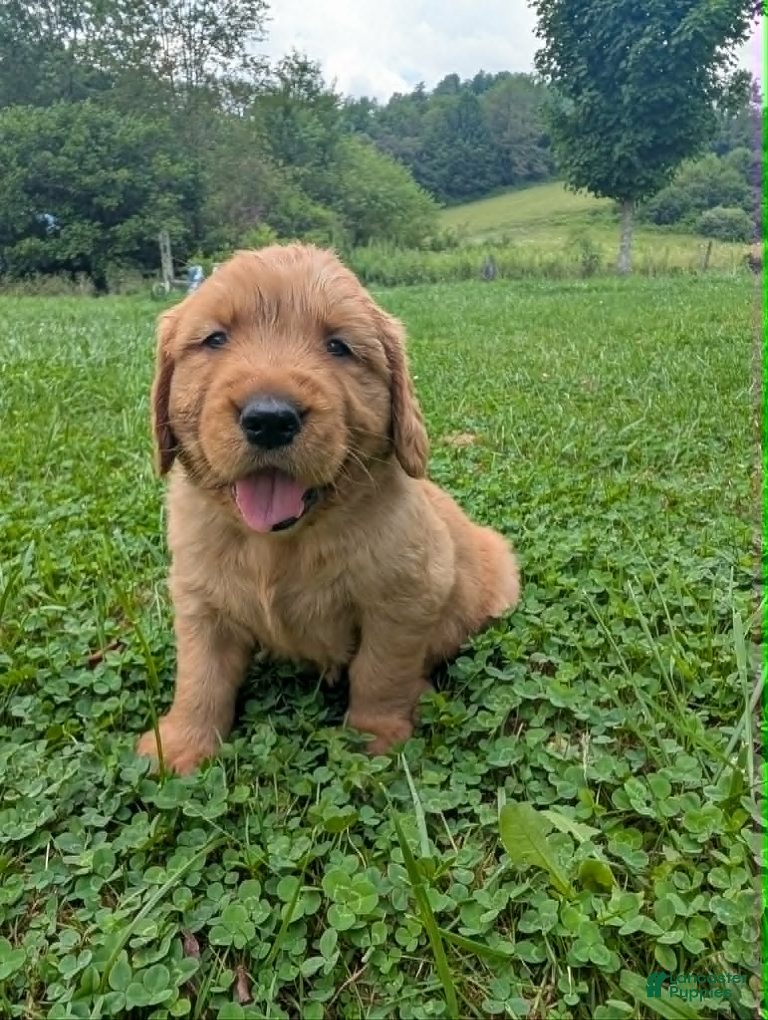 Golden Retriever dogs Blain - Ad 29