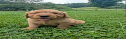 Golden Retriever dogs for sale: Blain - Ad 1