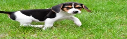 Beagle dogs for sale: Banjo - Ad 10