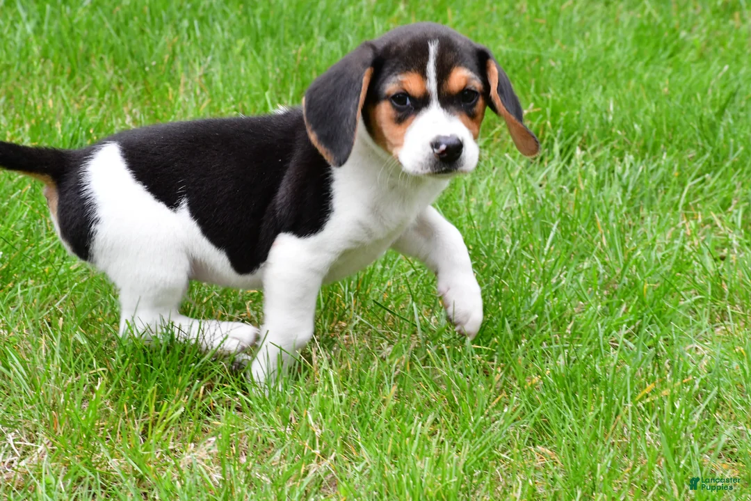 Beagle dogs for sale: Banjo - Ad 10
