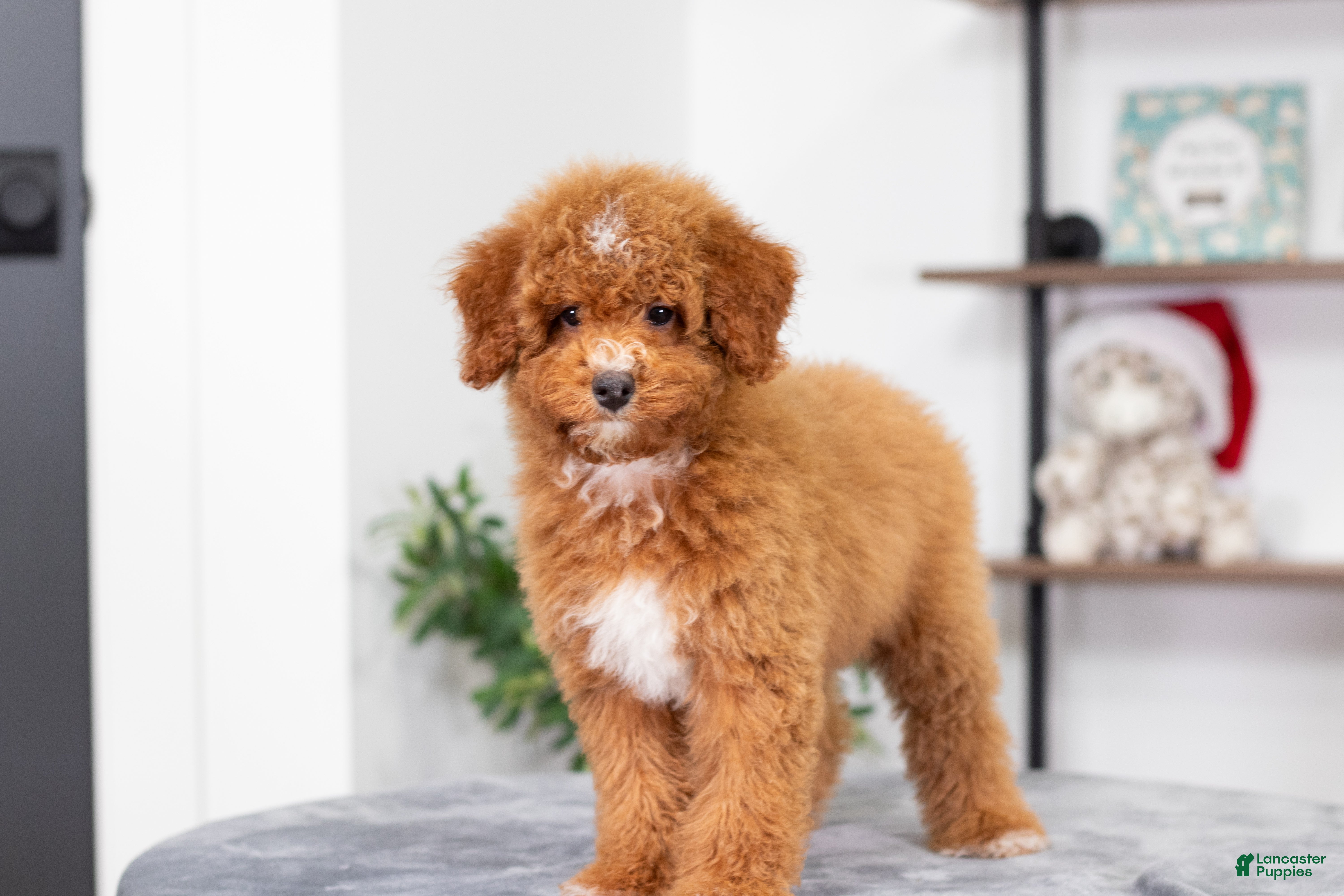 Miniature Poodle dogs Carmen - Ad 14