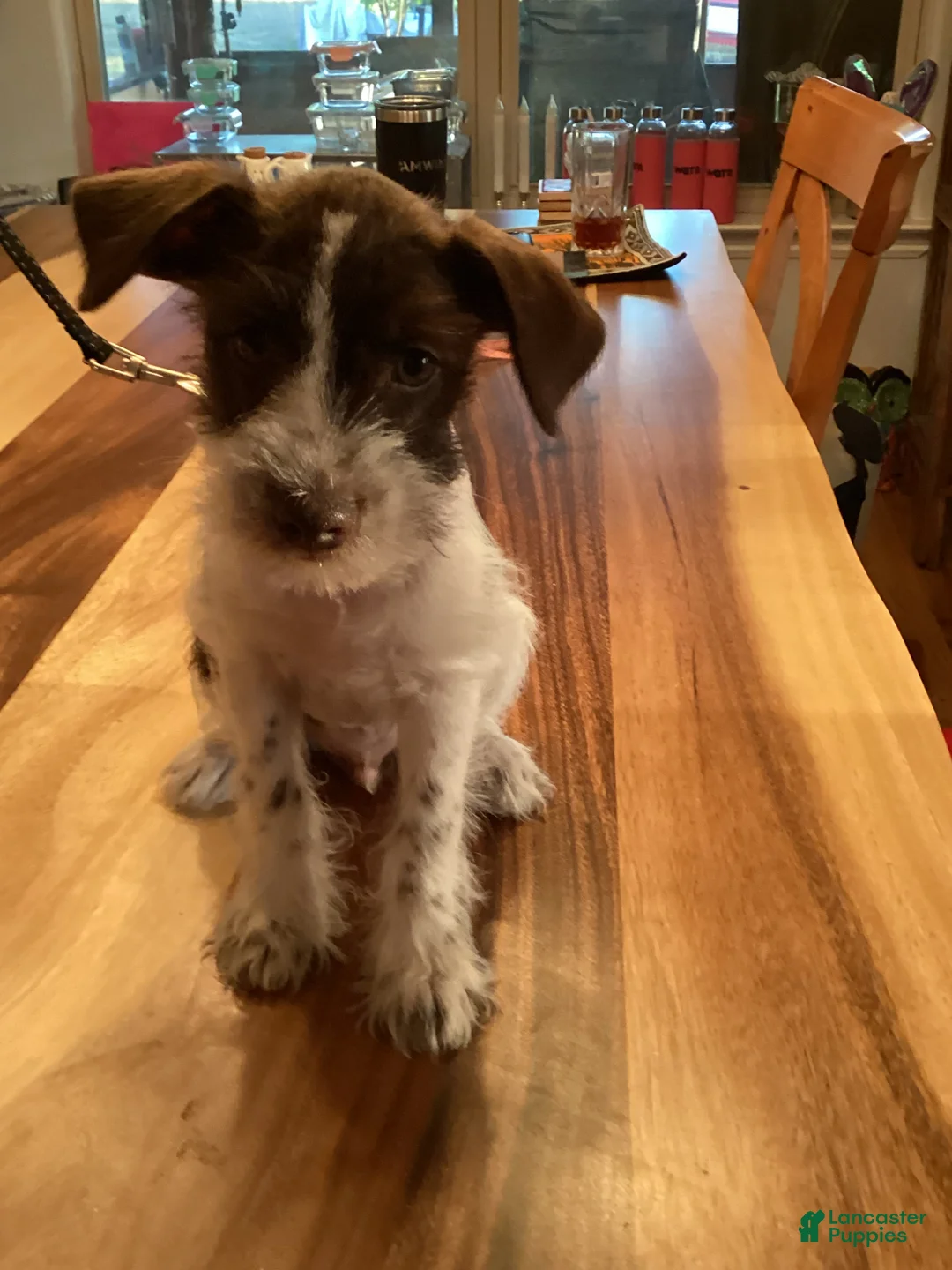 Miniature Schnauzer dogs for sale: Miniature Schnauzer 2 - Ad 2
