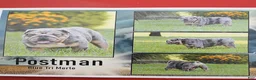 English Bulldog dogs for sale: Zelda - Ad 12
