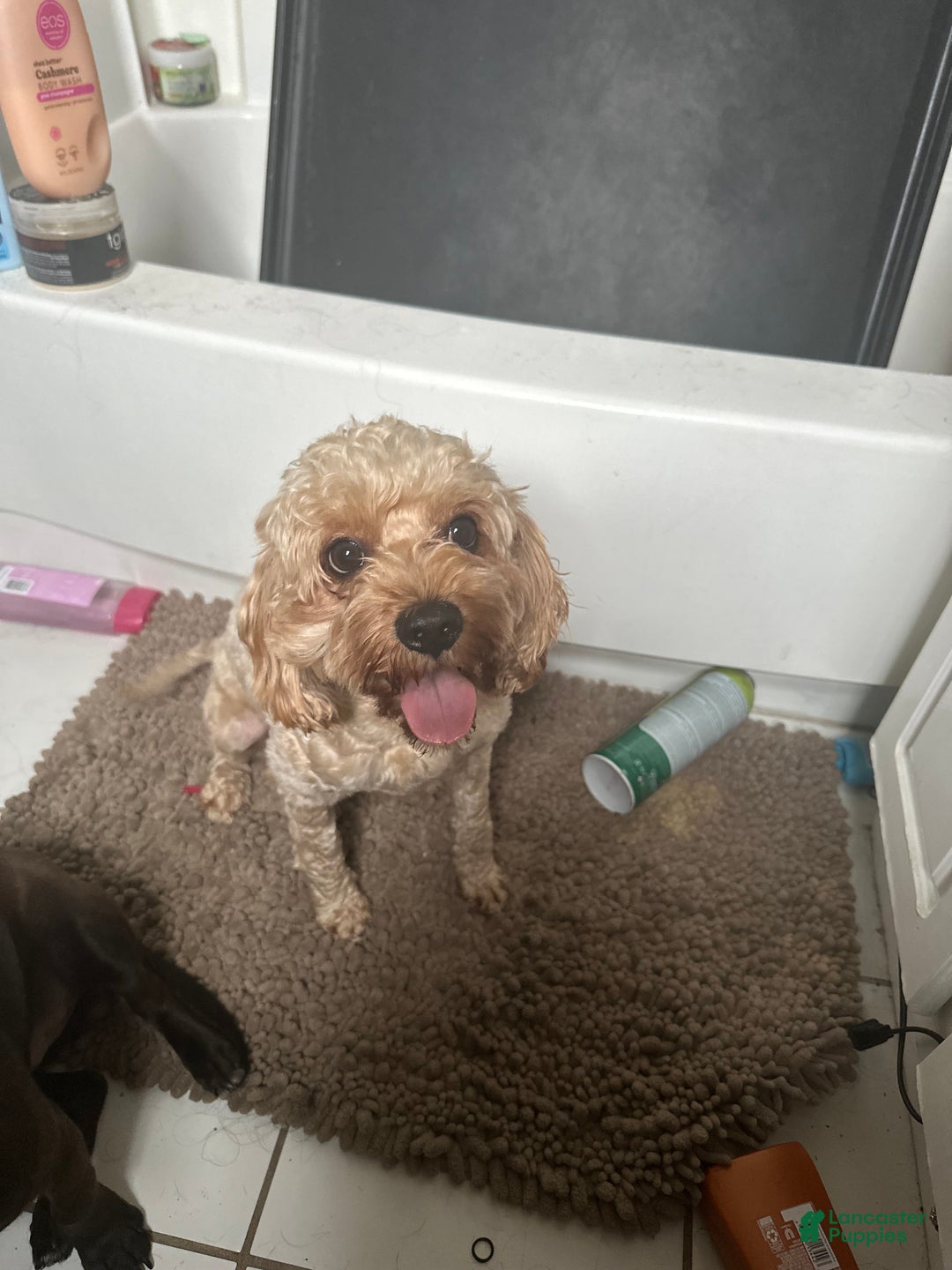 Mixed Breed dogs for sale: Fareed - Ad 4