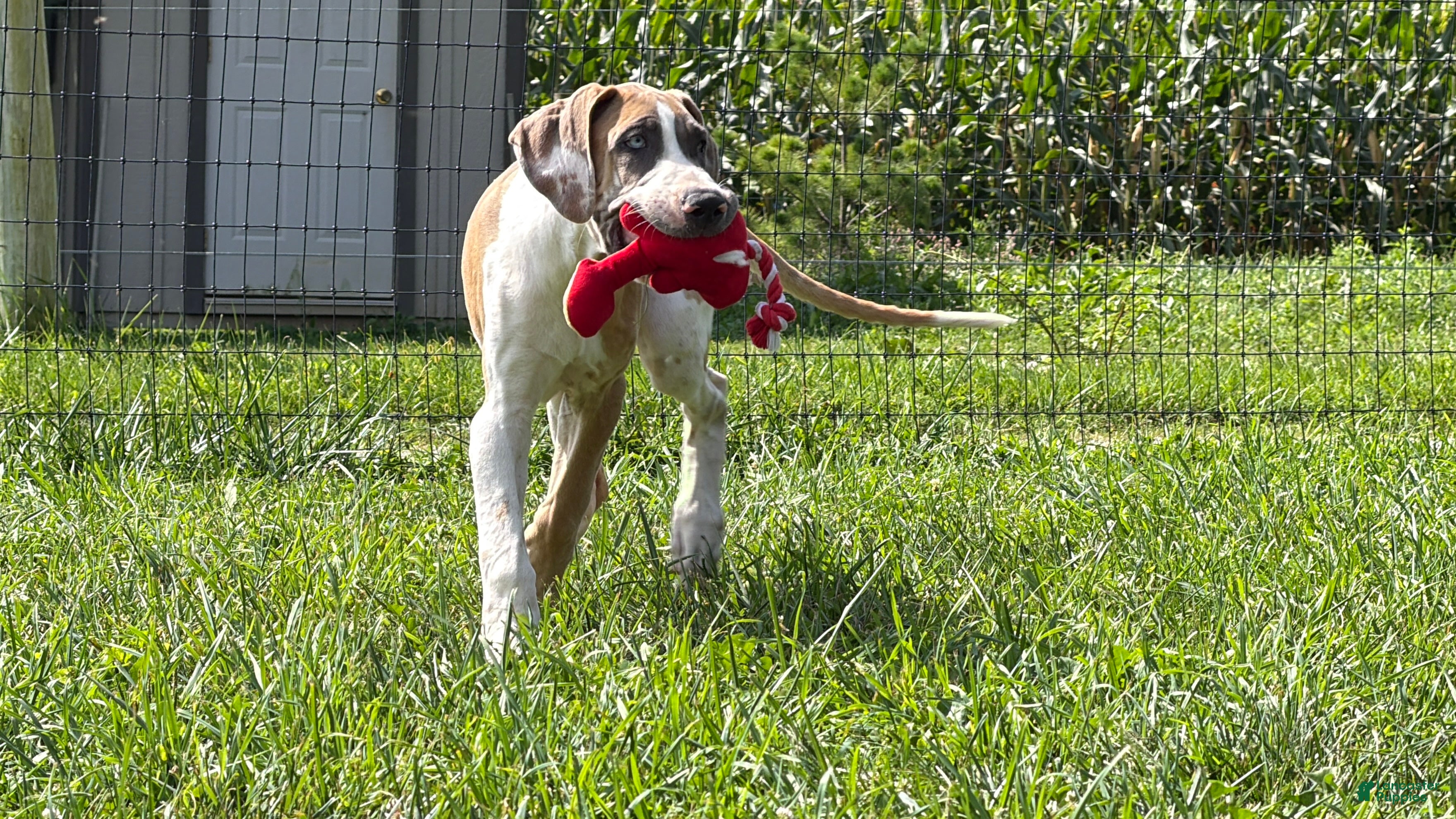Great Dane dogs Parker Great Dane  - Ad 2